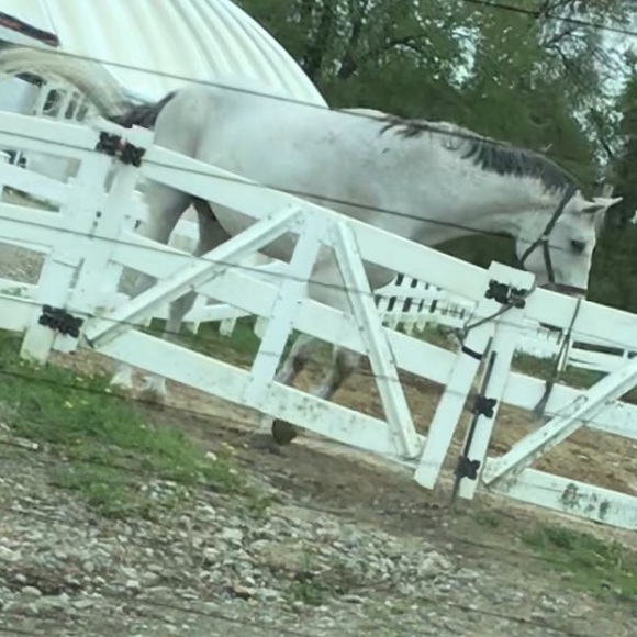 equestriangal22